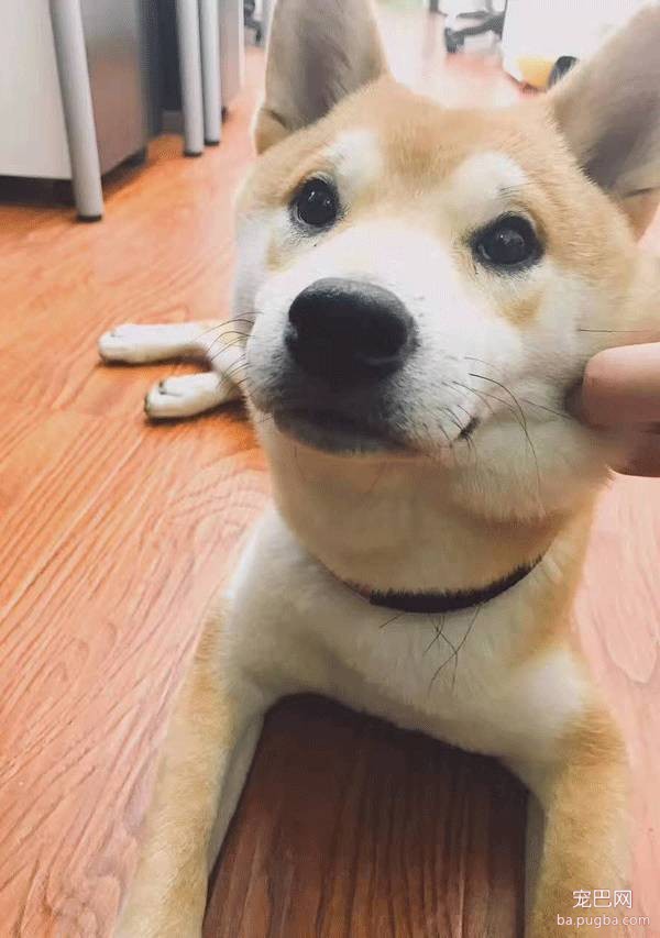 呀，这是谁家的小甜饼？-39.jpeg