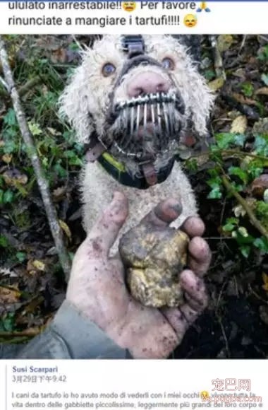 狗狗被戴嘴套眼泛泪光？涉嫌虐待的主人：冤枉啊！-1.jpg