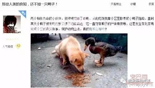小狗被挖去眼睛后更残忍的事发生了……-2.jpeg