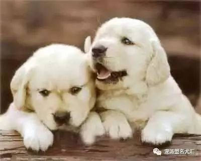狗狗刚到新家需要注意什么？-2.jpeg
