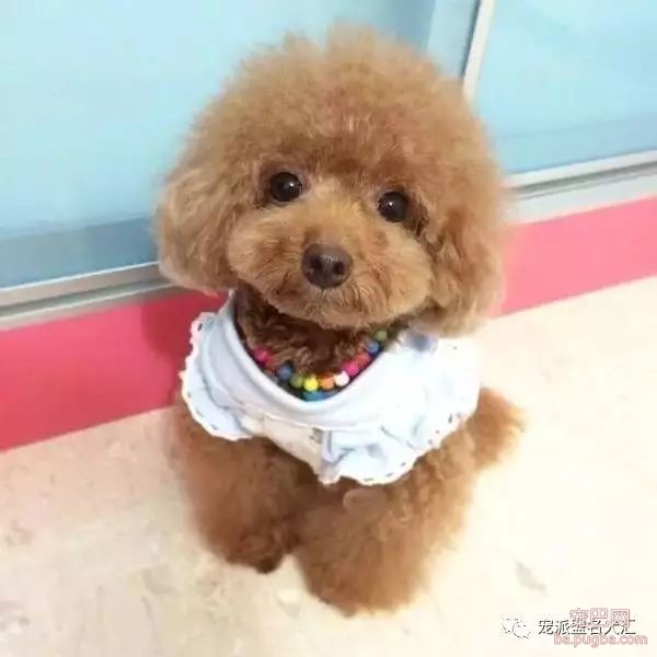 狗狗刚到新家需要注意什么？-3.jpeg