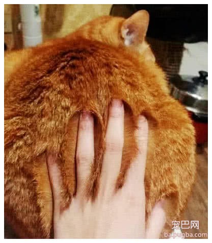 女子朝橘猫背上拍了一掌，拿起手后一看，急忙拍照发朋友圈-2.jpeg