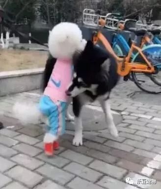 泰迪爱上二哈，见到后各种拥抱各种吻，二哈：放开我，我想逃……-1.jpeg