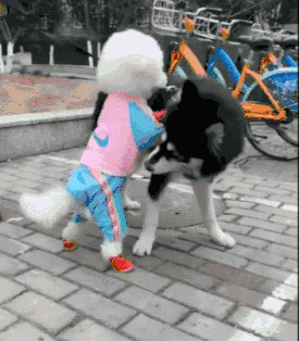 泰迪爱上二哈，见到后各种拥抱各种吻，二哈：放开我，我想逃……-5.gif