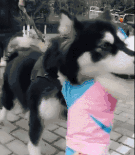 泰迪爱上二哈，见到后各种拥抱各种吻，二哈：放开我，我想逃……-6.gif