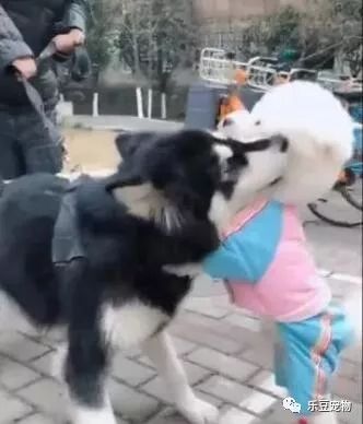 泰迪爱上二哈，见到后各种拥抱各种吻，二哈：放开我，我想逃……-4.jpeg