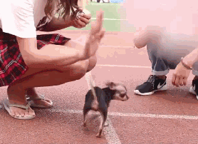 “我家狗被路人给摸秃了...”哈哈哈哈哈哈哈哈哈大写的心疼！-5.gif