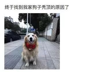 “我家狗被路人给摸秃了...”哈哈哈哈哈哈哈哈哈大写的心疼！-10.jpeg