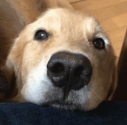 “我家狗被路人给摸秃了...”哈哈哈哈哈哈哈哈哈大写的心疼！-15.gif