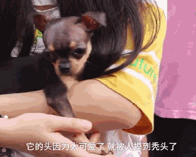 “我家狗被路人给摸秃了...”哈哈哈哈哈哈哈哈哈大写的心疼！-7.gif