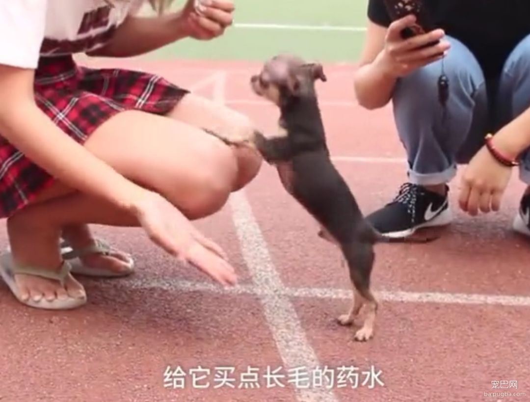 “我家狗被路人给摸秃了...”哈哈哈哈哈哈哈哈哈大写的心疼！-9.jpeg