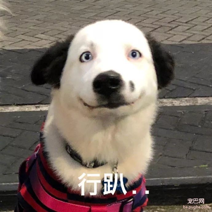 “我家狗被路人给摸秃了...”哈哈哈哈哈哈哈哈哈大写的心疼！-19.jpeg