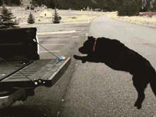 好一些心机狗狗，主人得注意了！-1.gif