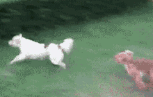 好一些心机狗狗，主人得注意了！-2.gif