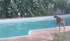 好一些心机狗狗，主人得注意了！-3.gif