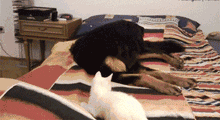 好一些心机狗狗，主人得注意了！-5.gif