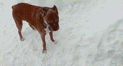 好一些心机狗狗，主人得注意了！-4.gif