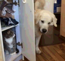好一些心机狗狗，主人得注意了！-6.gif