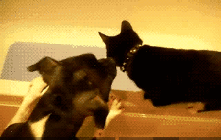 好一些心机狗狗，主人得注意了！-8.gif