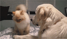 好一些心机狗狗，主人得注意了！-7.gif