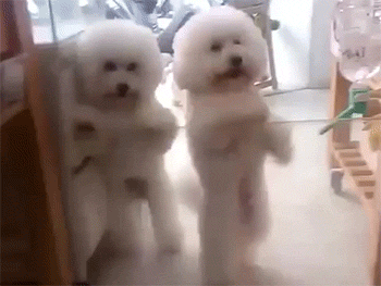 好一些心机狗狗，主人得注意了！-10.gif