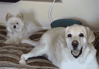 好一些心机狗狗，主人得注意了！-11.gif