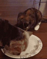 好一些心机狗狗，主人得注意了！-13.gif