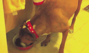 好一些心机狗狗，主人得注意了！-14.gif
