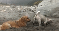 好一些心机狗狗，主人得注意了！-16.gif