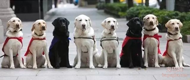 为什么在中国，导盲犬的数量比大熊猫还少-3.jpeg