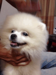 狗狗换毛需注意的六大事项-1.gif