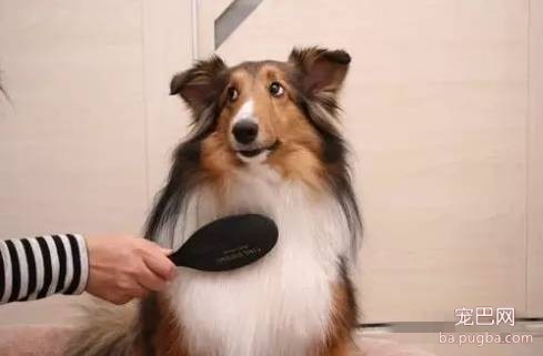 狗狗换毛需注意的六大事项-3.jpeg