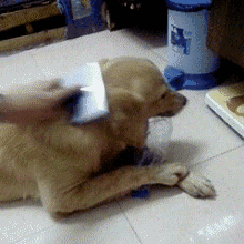 狗狗换毛需注意的六大事项-5.gif