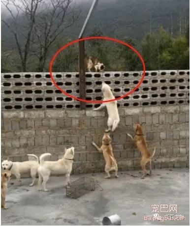 狗狗聚集一起群殴猫咪，猫咪：废物，都是饭桶……-2.jpeg