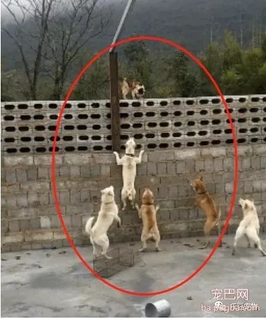 狗狗聚集一起群殴猫咪，猫咪：废物，都是饭桶……-1.jpeg