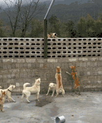 狗狗聚集一起群殴猫咪，猫咪：废物，都是饭桶……-3.gif