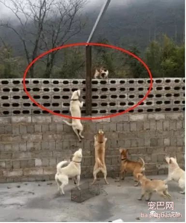 狗狗聚集一起群殴猫咪，猫咪：废物，都是饭桶……-4.jpeg