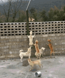 狗狗聚集一起群殴猫咪，猫咪：废物，都是饭桶……-5.gif