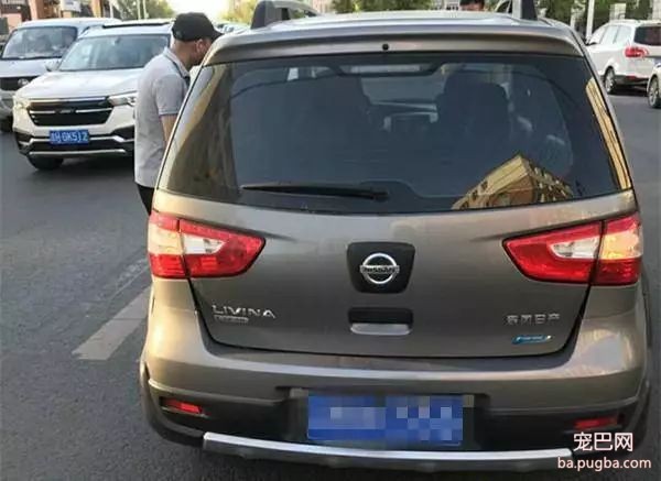 宠物狗过马路被撞死亡 经鉴定是狗主人全责-2.jpeg