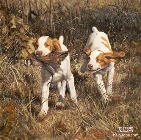 有颜还有实力，布列塔尼犬究竟是怎样的存在？-2.jpeg