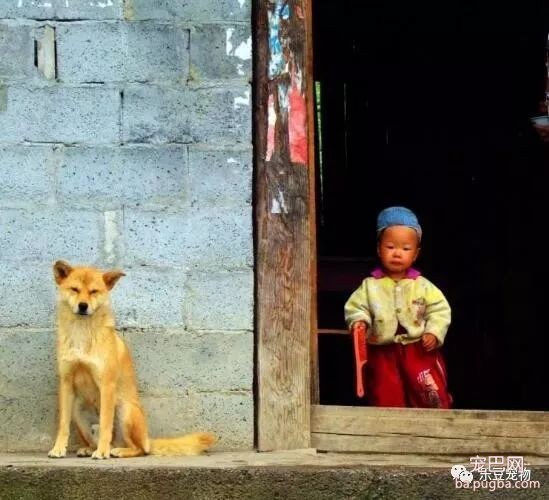 中华田园犬，我们美丽的童年与回忆……-1.jpeg