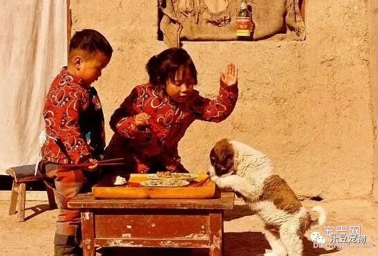 中华田园犬，我们美丽的童年与回忆……-2.jpeg