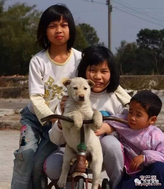 中华田园犬，我们美丽的童年与回忆……-5.jpeg