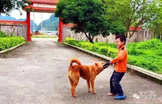 中华田园犬，我们美丽的童年与回忆……-4.jpeg
