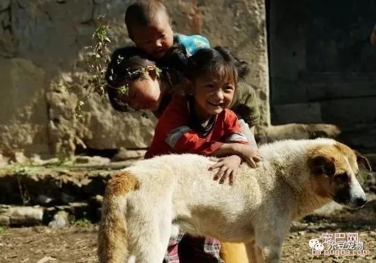 中华田园犬，我们美丽的童年与回忆……-7.jpeg