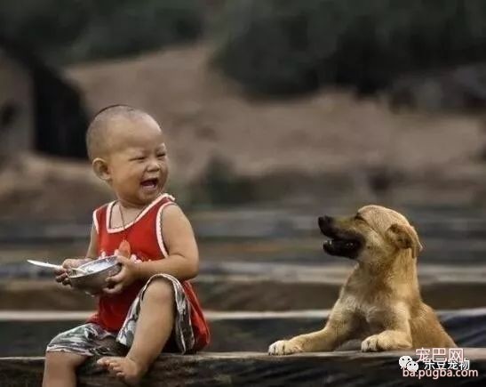 中华田园犬，我们美丽的童年与回忆……-8.jpeg