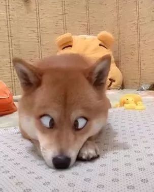 柴柴睡觉主人偷拍，结果这个斗鸡眼是认真的？？？-1.jpeg