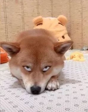柴柴睡觉主人偷拍，结果这个斗鸡眼是认真的？？？-2.jpeg
