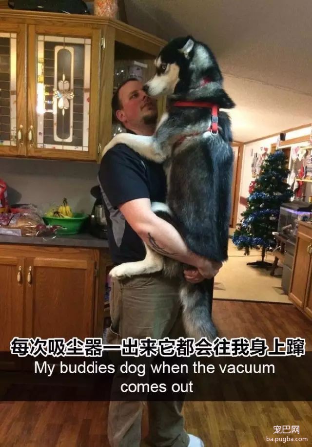 家里狗狗的搞笑瞬间，感觉一个个全都成精了。-2.jpeg