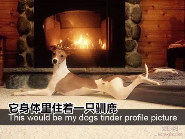 家里狗狗的搞笑瞬间，感觉一个个全都成精了。-6.jpeg